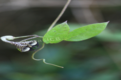 Ceropegia elegans